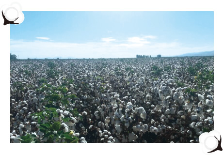メキシコは、世界最古の記録といわれる綿花栽培のルーツ